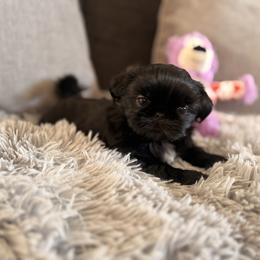 Shih Tzu Puppies from DESERT ROYAL SHIH TZU