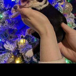 Praline - Black tri female Toy Australian Shepherd puppy in Princeton, Louisiana from Legacy Hill Aussies