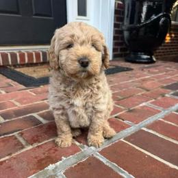 Red Collar Boy - Caramel male Australian Labradoodle puppy in Hagerstown, Maryland from Westfields Labradoodles