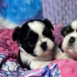 Shih Tzu Puppies from Sweetbriar Shih Tzu