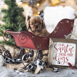 Brittany and Cavalier King Charles Spaniel Puppies from Katy Cavaliers & Barefoot Days Brittanys