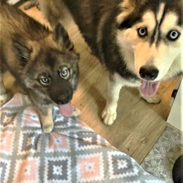 Siberian Husky Puppies from Blue Moon Siberian Husky Haven