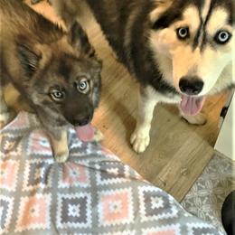 Siberian Husky Puppies from Blue Moon Siberian Husky Haven