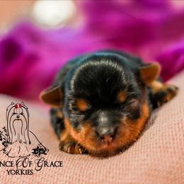 Yorkshire Terrier Puppies from Essence of Grace Yorkies
