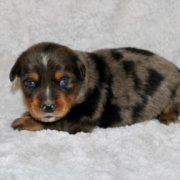 Damon - Blue merle male Miniature Australian Shepherd puppy in Bogata, Texas from Maple Creek Run