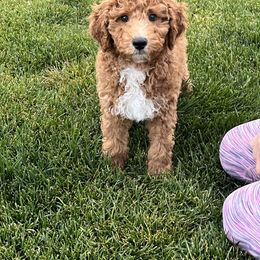 Andy - Red  male Poodle puppy in Caldwell, Idaho from Treasure Valley Poodles