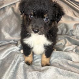 Memphis - Black tri male Toy Australian Shepherd puppy in Union Grove, North Carolina from Grove Farm