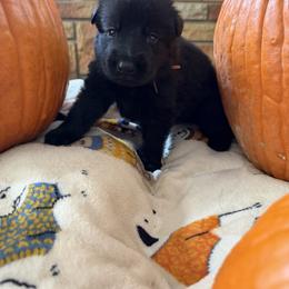 Orange - Black male German Shepherd puppy in Cody, Wyoming from Faoladh German Shepherds