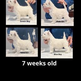 West Highland White Terrier Puppies from Birch Bark Westies