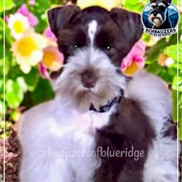 Alize - Miniature Schnauzer
