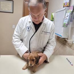 Sunny Boy - Red male Dachshund puppy in Terlton, Oklahoma from CLARK'S BREEDING PROGRAM