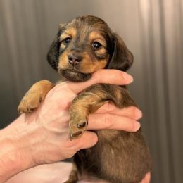 Robin - Red male Dachshund puppy in Bonney Lake, Washington from HP Dachs