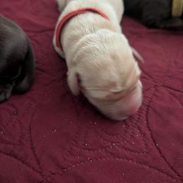 Axel (Red Collar) - Yellow male Labrador Retriever puppy in Commerce, Oklahoma from Standing Water Kennels