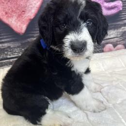Blue boy - Black and white male Sheepadoodle puppy in Mc Henry, Maryland from TLC by the Lake Standard Poodle and Doodles