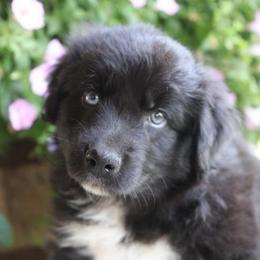 Tucker - Black & white male Australian Shepherd puppy in Hillsboro, Ohio from Sugar Grove Farms