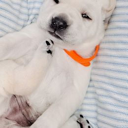 Labrador Retrievers from Fowl Mouth Labradors & Saints