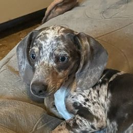 Leo - Dachshund