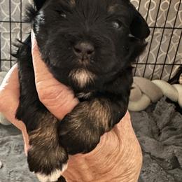 Miniature Schnauzer Puppies from Schnauzers Paradise USA