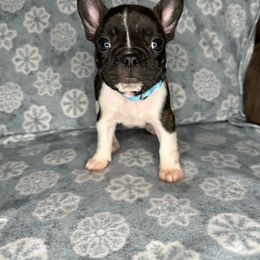 Girl 3 - French Bulldog puppy in The Dalles, Oregon from RC French Bulldogs