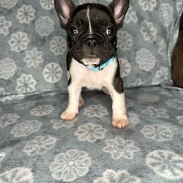 Girl 3 - French Bulldog puppy in The Dalles, Oregon from RC French Bulldogs