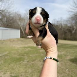 Chief - Tri-color male Bernedoodle puppy in Wamego, Kansas from Doodles of Oz