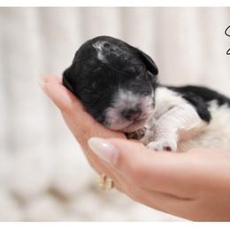 SKIPPER - male Double Doodle puppy in Hialeah, Florida from The Pup Spot