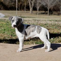 Kraken - White and blue male Whippet puppy in Gentry, Arkansas from Mardel Robeson of Mulberry Hollow Whippets