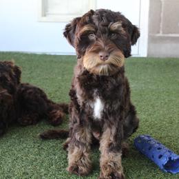 Red collar  Tango - Chocolate male Australian Labradoodle puppy in Provo, Utah from EllsWORTH Labradoodles LLC