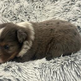 Cass - Blue merle female Miniature Australian Shepherd puppy in Ambrose, Georgia from Brandilyn's Aussies