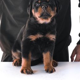 Rottweiler Puppies from Von Der Hing Rottweilers