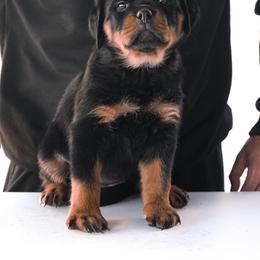 Rottweiler Puppies from Von Der Hing Rottweilers