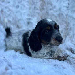 Hooch - Piebald male Dachshund puppy in Purdy, Missouri from Shotgun Pups