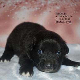 Miracle - Black & white female Miniature Australian Shepherd puppy in Patterson, North Carolina from DreamLine Aussies