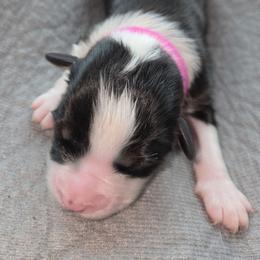Salem - Black tri-color female Australian Shepherd puppy in Anthony, Florida from Out of the Blue Aussies
