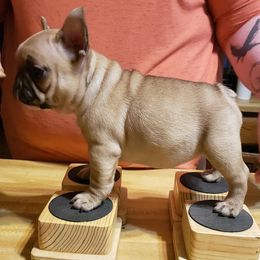 French Bulldogs from SpoCo's French Bulldogs