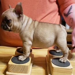 French Bulldogs from SpoCo's French Bulldogs