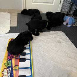 "Kasey / Katie litter five weeks old " Giant Schnauzer Puppies from Giant Strides Giants