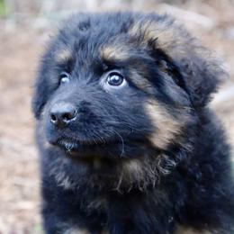 Ian - Black and red male German Shepherd puppy in Canton, Texas from WILDWOOD GERMAN SHEPHERDS