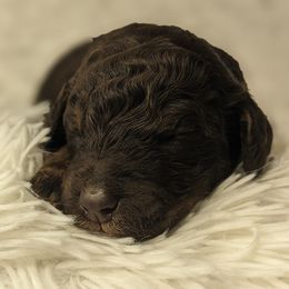 Eleanore - Phantom female Bernedoodle puppy in St. George, Utah from Southern Utah Doodles & Poodles