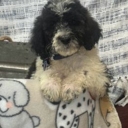 Girl 4 Toto - Parti Poodle puppy in Flora, Illinois from Hanging Rock Poodles
