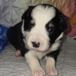 Boy 4 - male Australian Shepherd puppy in Lakeland, Florida from Aussies of Hope LLC