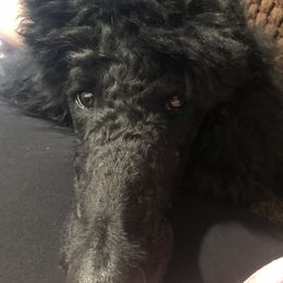 Poodles from Hidden Ridge Ranch
