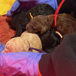 Poodle Puppies from Royal Dixie Poodles