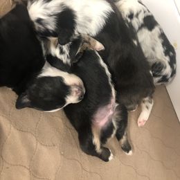 Australian Shepherd Puppies from Powell’s Australian Shepherds
