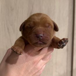 Will - Dark golden male Golden Retriever puppy in Henagar, Alabama from Shupe’s Sweet Southern Goldens