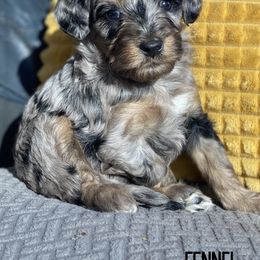 Fennel - Blue merle male Aussiedoodle puppy in Henry, Illinois from Rowe Farms Doodles