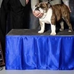 Sugar - Bulldog