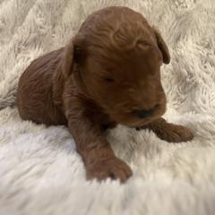 Poodle Puppies from Amelia Castro