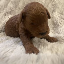 Poodle Puppies from Amelia Castro