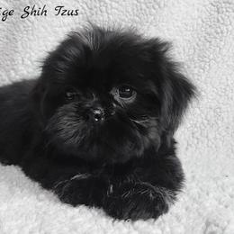 Shih Tzu Puppies from Beirin Breige Shih Tzus